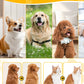 🐶🪮Multifunctional Pet Hair Detangling and Care Comb💈 - Effortless Grooming for a Healthy, Shiny Coat (50% OFF)